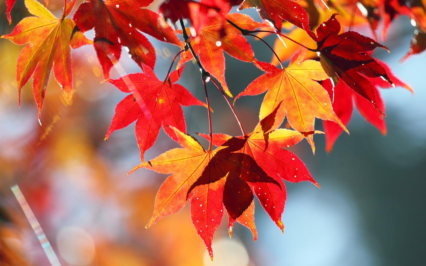 Cena Di Autunno Al Castello